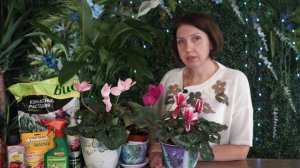 Цикламен правильный уход в домашних условиях ☘