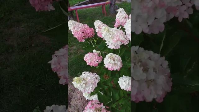 #garden #гортензия Фрайз Мельба