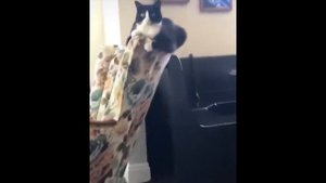 UNUSUAL MEMES COMPILATION V103