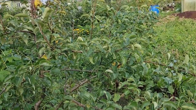 Груша кафедральная. Ленинградская область. 2021 смотреть онлайн