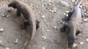 Дикая природа. Комодский варан против. Жизнь комодского варана. Варан против оленя.