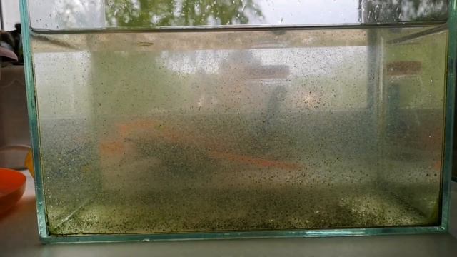 РАЗВЕДЕНИЕ ДАФНИИ В ДОМАШНИХ УСЛОВИЯХ смотреть онлайн