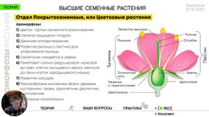 Биология ЕГЭ - Основные ароморфозы растений. Разберем, что появилось с выходом растений на сушу