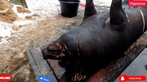 Оброблення туші свині🐖 Смаління, розбір на частини, та вихід готової продукції 🐖🔥💪Маса туші 420 кг