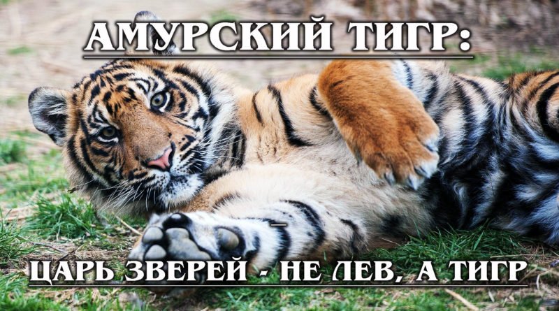 АМУРСКИЙ ТИГР: Русский ЦАРЬ зверей отказывается вымирать | Интересные факты про тигров и хищников