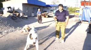 Эксперимент со шкурой часть 3 или алабай против волка.