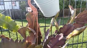 Эпифиллумы.Уход,зимовка,обрезка,полив,подкормки.