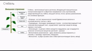 Вегетативные и генеративные органы растений 1 ч. 6 урок по подготовке к ВсОШ по биологии. 7-9 кл.