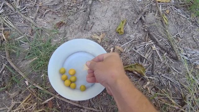 Первый урожай ананасного физалиса, плодики пепино созревают. смотреть онлайн