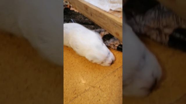 Здравствуй мир, мы открываем глазки! #питомникшилеле #щенки смотреть онлайн