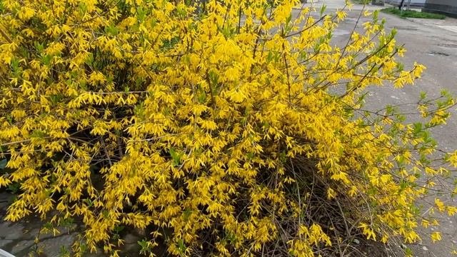 Коллекция красивоцветущих кустарников!Луизеания,Форзиция,Керрия японская,Японская Айва1Часть 7.04.2