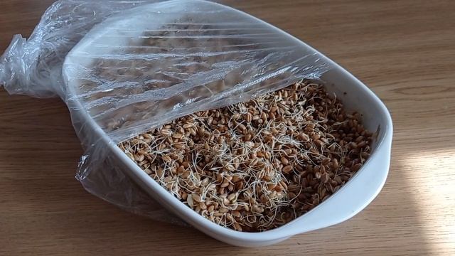 Проращиваем зерно (пшеница) для подкормки куриц