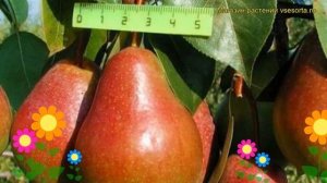 Груша обыкновенная Ника. Краткий обзор, описание характеристик pyrus communis Nika