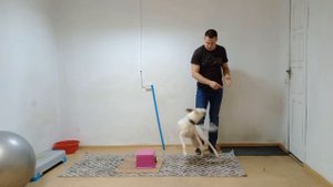 Дрессировка собак команда рука Как дрессировать собаку Трюки с собакой