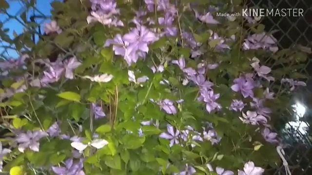 Релакс, ночной сад. Relax, night garden смотреть онлайн