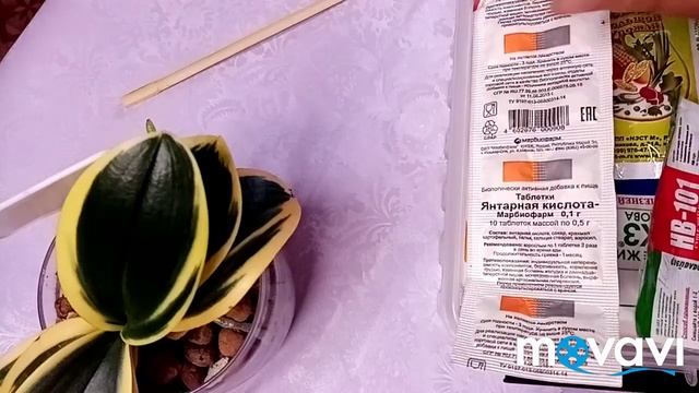 Сого Вивьен. Посадка, уход. Чем и как поливаю? смотреть онлайн