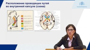 Принципы организации проводящих путей спинного и головного мозга. Афферентные пути. Часть 1
