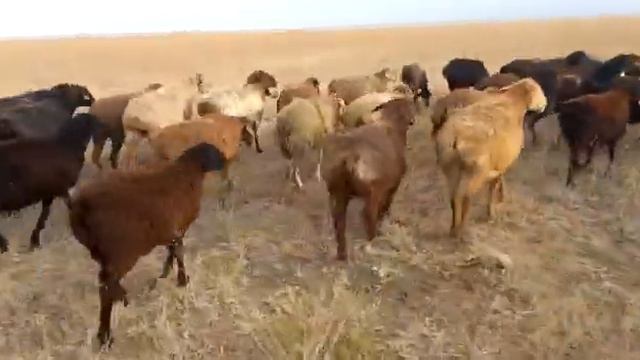 200бас Тұсак Саулық аралас.45000 тг(96$). 200бас қозы еркек ұргашы аралас 30000тг(64$) 📞87770920585