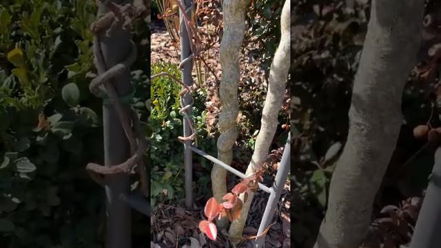 Арка из глицинии. Формируем обрезаем! Часть 1