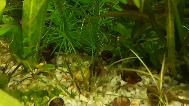 Простые растения для переднего плана почвопокровные смотреть онлайн