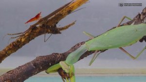 Богомол и ранатра. Медитативное сравнение однотипных хищников воды и суши // Clever Cricket