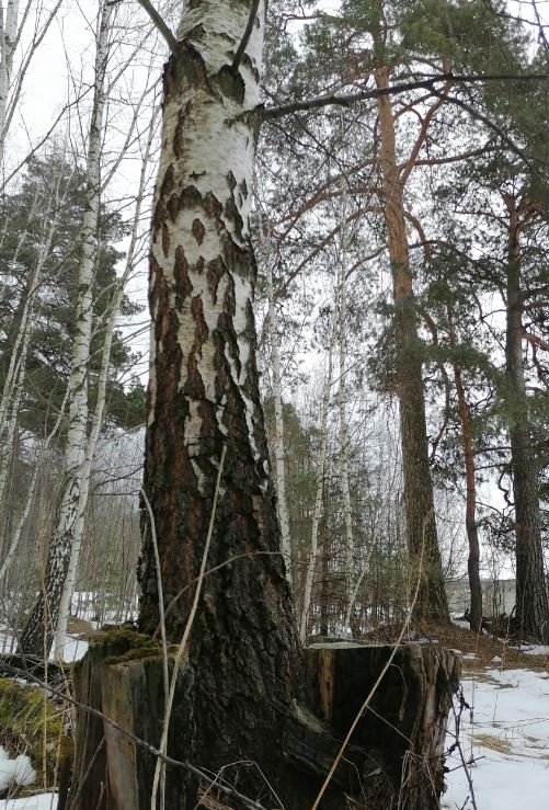 ПРЕЕМСТВЕННОСТЬ