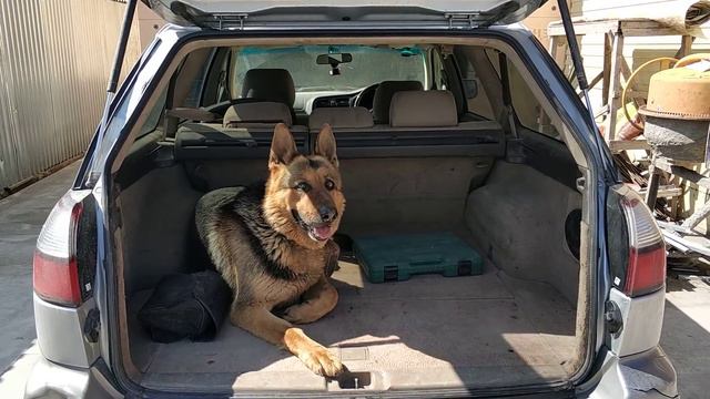 Моя собака понимает, выполняет команды состоящие из двух слов. Порода немецкая овчарка. смотреть онлайн