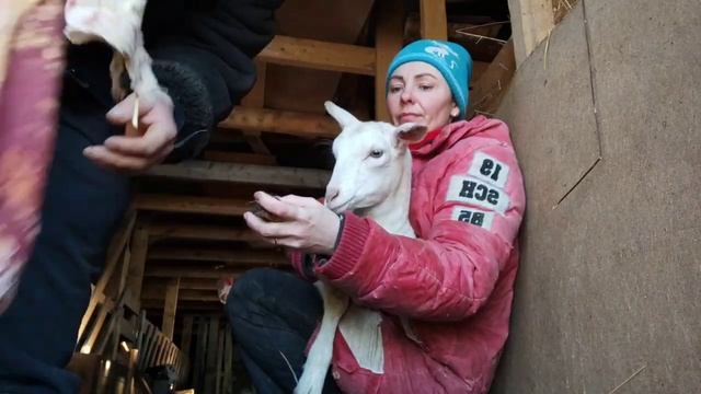 Коза сломала ногу.Ремонтируем ногу Зае.Ставим лангету