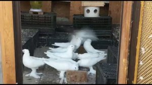 Узбекские Двухчубые Голуби в Полёте От Орынбасара Казахстан,Uzbek Two - Toothed ,tauben pigeons?❗❗❗