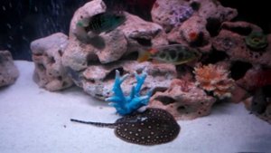 аквариум в стиле псевдо-море  скат 2014