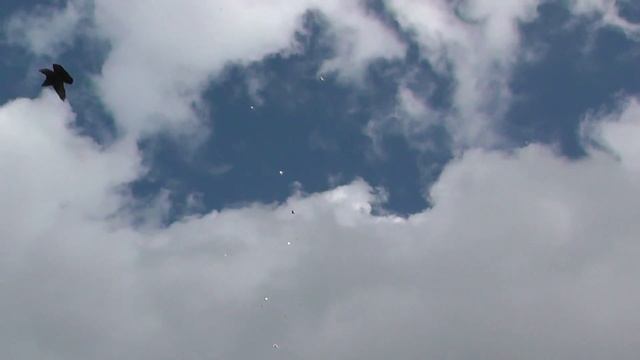 Тестирую новую камеру на голубях и дикой птице смотреть онлайн