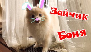 Зайчик Боня.??? Pomeranian. Funny animals. Dear Bonya.  Померанский шпиц. Забавные животные.