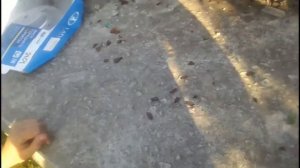 Прикурит ли от электрошокера сигарету