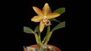 Каттлея little lemon drops x cattleytonia why not  Первое цветение сеянца