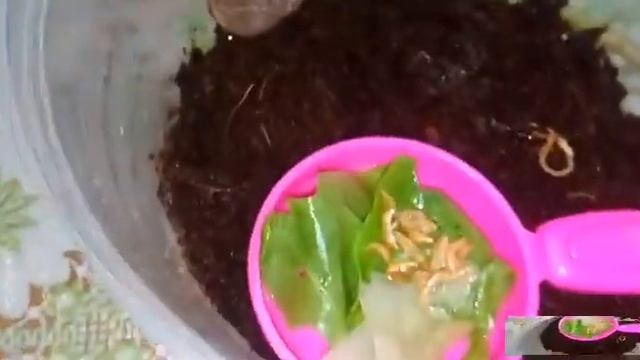 Меняем еду улиток смотреть онлайн