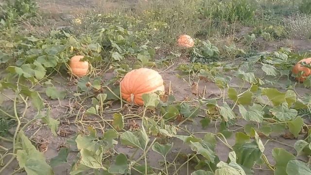 Позитив в деревне.Коровки, хрюшки,урожай.#деревнянапозитиве