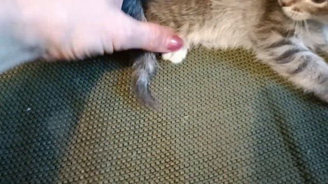 Котята ждут своих хозяев смотреть онлайн