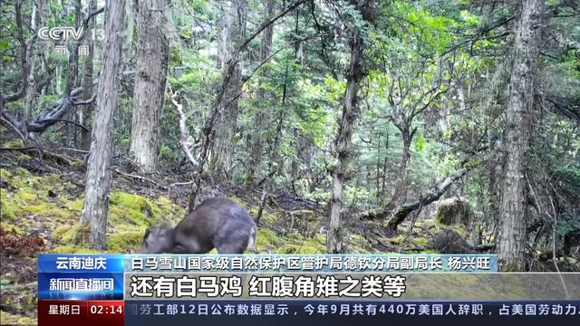 云南迪庆：多种珍稀野生动物现身白马雪山保护区 смотреть онлайн
