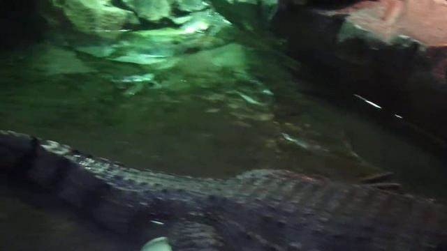 Крокодиловый кайман / Красноухая черепаха смотреть онлайн