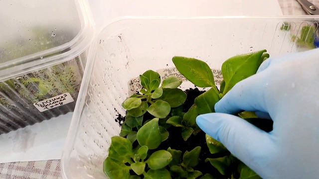 СТРИГУ ПЕТУНИЮ НА СТАДИИ РАССАДЫ. ПРИЩИПКА В СТАДИИ ЧЕРЕНКА.