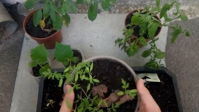 ОГОРОД НА ПОДОКОННИКЕ. ВЫРАЩИВАНИЕ ОГОРОДНЫХ КУЛЬТУР В КВАРТИРЕ!