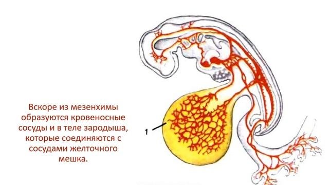 Гистология сердечно-сосудистой системы. Часть 1.