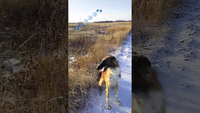 Русская  псовая борзая. Амур в полях🐾🐾