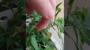 Здравствуйте! Вы узнаете как просто опылить перец огонёк. ? ? ? ?