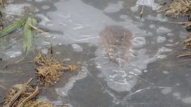 Дикая природа! Ондатра. смотреть онлайн