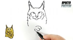 Как нарисовать кота МЕЙН КУН