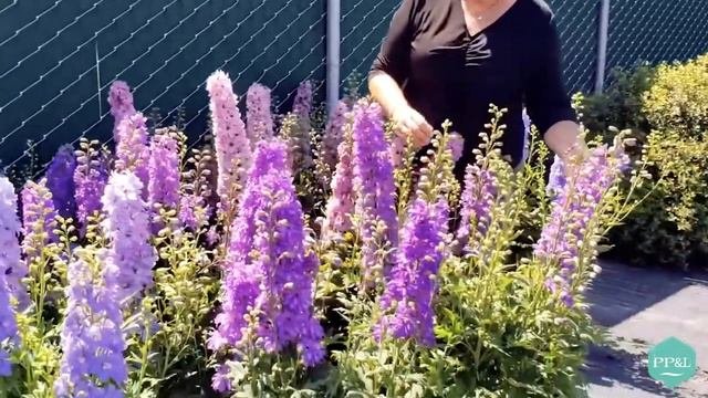 Delphinium DELGENIUS™ Series