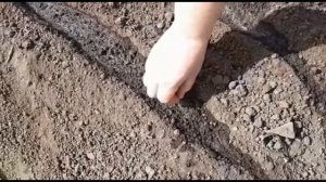 Высокие грядки своими руками.Посадка свеклы. Когда сажать свеклу в открытый грунт?