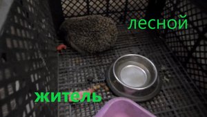 Пришел в гости ёжик