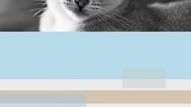 Сингапурская кошка (сингапура) / Юго-Восточная Азия смотреть онлайн